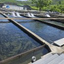 옥동양어장 횟집 이미지