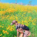 멍스타그램 이미지