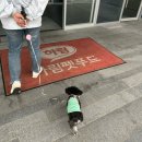 해피아지 | 충남 공주 하림펫푸드 해피댄스 스튜디오 개슐랭 투어 오후 타임 후기