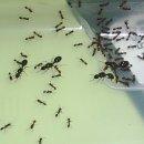 서울직 개미분양 약수역 직거래또는 택배 이미지