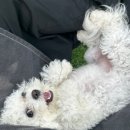 호빵펫살롱 이미지