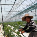 밤섬농장 이미지