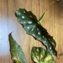 렉스그린(주) 이미지