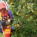 도내1리 이미지