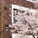 비로소 봄 이미지