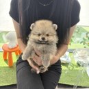 멍멍왕자 야옹공주 | [공지] 광주강아지분양 광주고양이분양 &#39;분양중인 아가들🤍&#39;[야옹아멍멍해봐 삼각점]