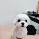 엔조이펫 이미지