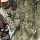 김해의 노거수21. 대감리 숫당산과 금동초등 팽나무 이미지