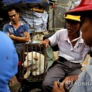 Fall in dog 이미지