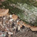 산중농원 이미지