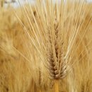 옥이농장 이미지