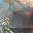 가온동물병원 이미지