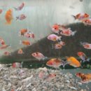 행복수족관 이미지