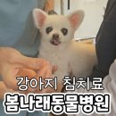 무척바른한방병원 | 수원 광교 강아지 목 디스크 봄나래 재활한방동물병원 반려견 침치료 내돈내산 후기