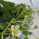 덕촌농장 | 기계 하나로 똑똑한 농사일 가능해진 토명산업 무인방제기 설치 후기