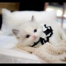 아담스펫 강아지분양 고양이분양 강남점 이미지