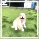 요미독 강아지분양 요미캣 고양이분양 목동점 | 연천보더콜리분양 완전 대박 득템 후기!