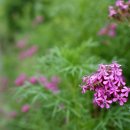 양지말길 이미지