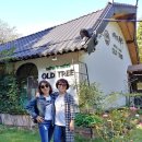 뿌리깊은나무 이미지