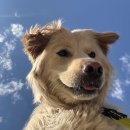 공지로4 이미지