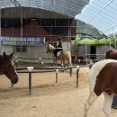 퀸즈승마장 이미지