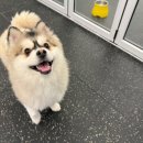 멍땅내사랑 애견유치원 애견호텔 | 강남애견호텔 멍파 강아지유치원&amp;애견호텔&amp;애견미용