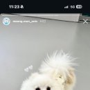 멍문대 애견유치원 이미지