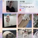 털뭉치즈 이미지