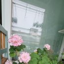 베리퀸