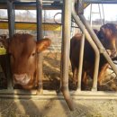 대전세종충남한우협동조합 이미지