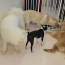 해피치 애견카페 이미지