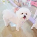 몽이네 | 청주 강아지호텔 분리케어 잠자리 넓은 몽이네 맡겨보시개 후기
