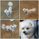 똥강아지애견샵 이미지