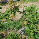 청수호수공원 이미지