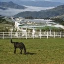 초록빛목장 이미지