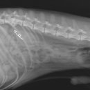 청라호수동물메디컬센터 이미지