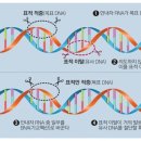 한국유전자센타