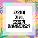 대경동물병원 | 연수구동물병원 고양이 기침? 호흡기 건강 지키기