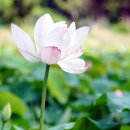 서오지리연꽃마을 이미지