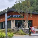 (금강송
