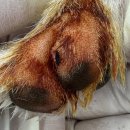 준동물병원 이미지