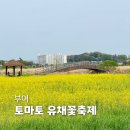 황산농협 | 부여 세도 방울토마토 유채꽃축제 실시간 후기: 개화상황, 주차 꿀팁, 볼거리 총정리