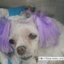 의정부 24시 IU 동물병원 이미지