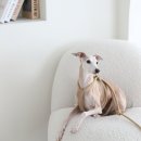 마이펫디자인