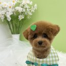 빵그루밍 이미지