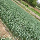 시골나들이 이미지