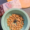 대한사료 노동조합 | 강아지사료 후기 강아지연어사료 기호성 최고