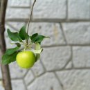 장안참옻닭