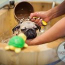 해피퍼피 강아지 유치원 이미지