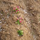 정식농장 이미지